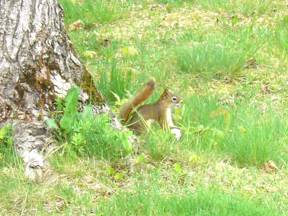 squirrel sitting next to a tree