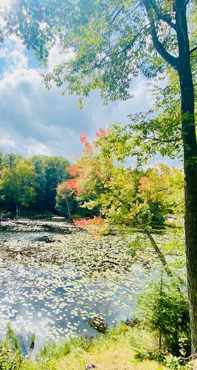 Lake with leaves on the water