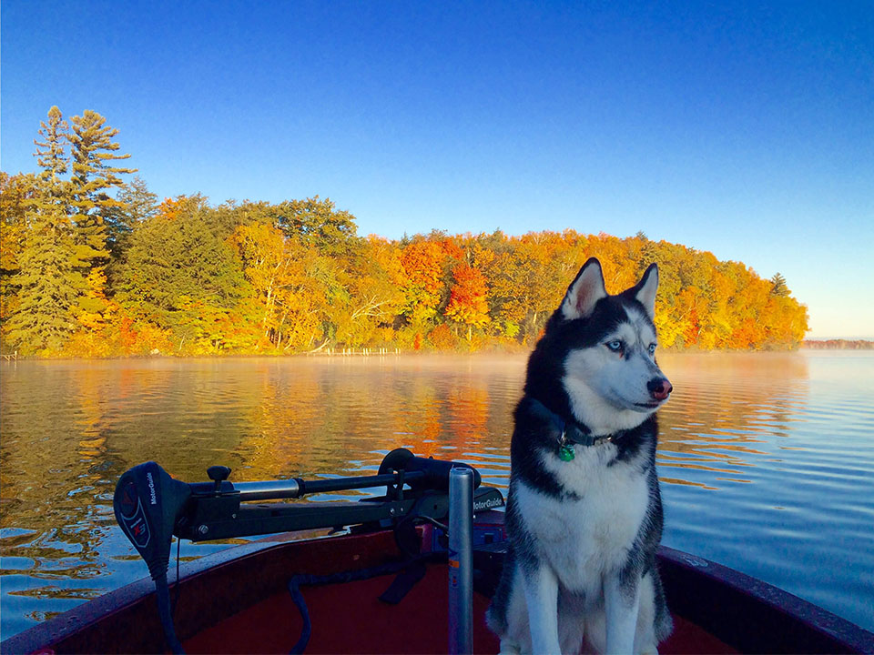 Husky dog on a fishing boat