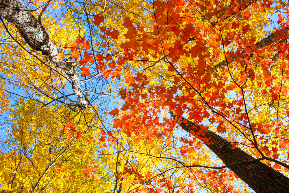 An upshot of the fall colors of the leaves in the Cable, WI area