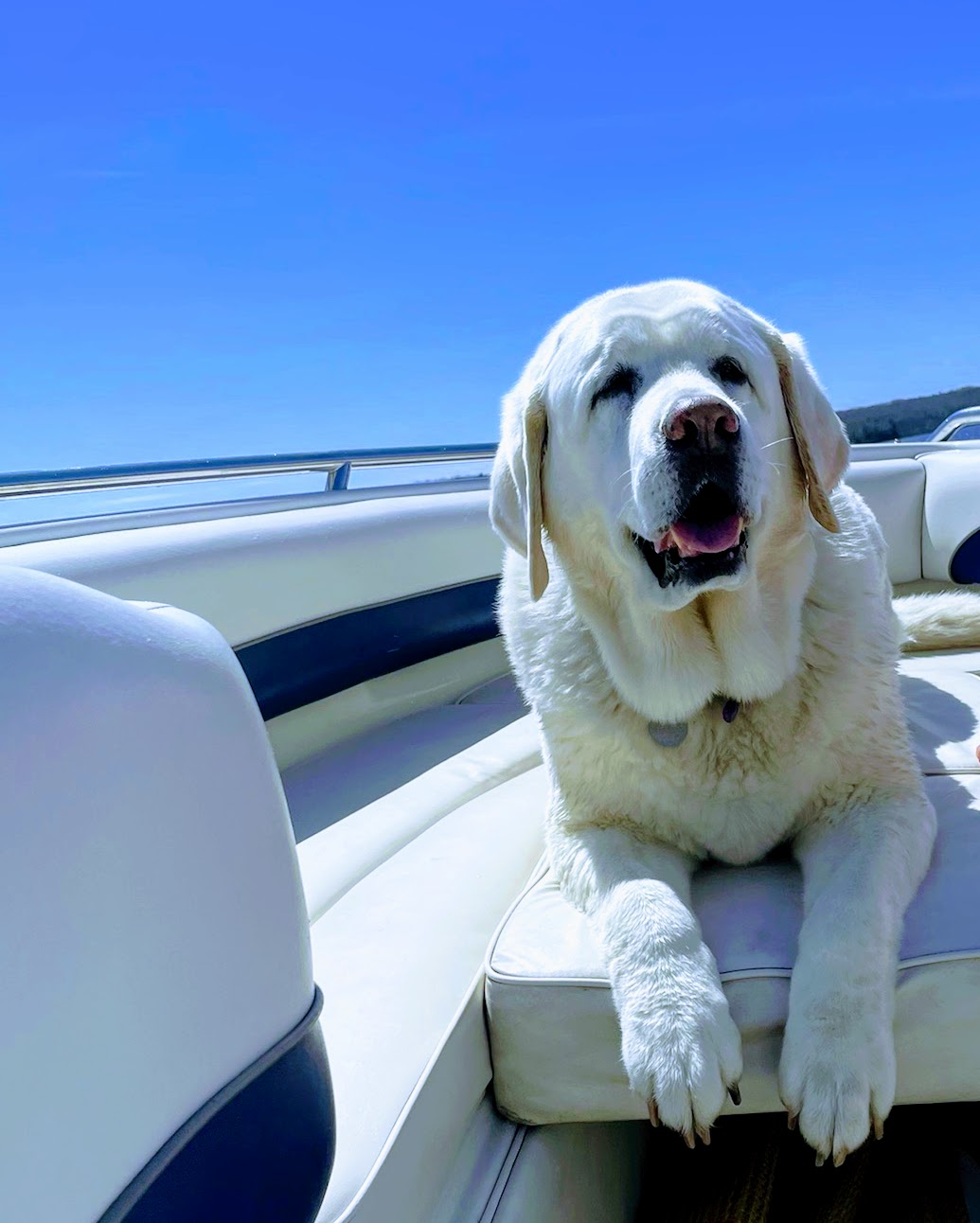 Big white dog, Sam, on a boat.