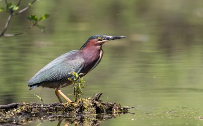 Your Guide to the Birds of Northern Wisconsin