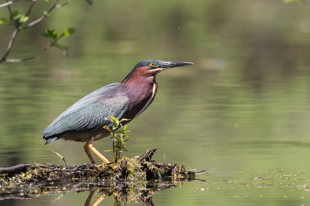 Your Guide to the Birds of Northern Wisconsin