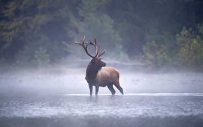 Wildlife Viewing in the Wisconsin Northwoods