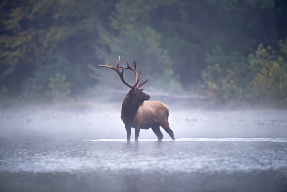Wildlife Viewing in the Wisconsin Northwoods